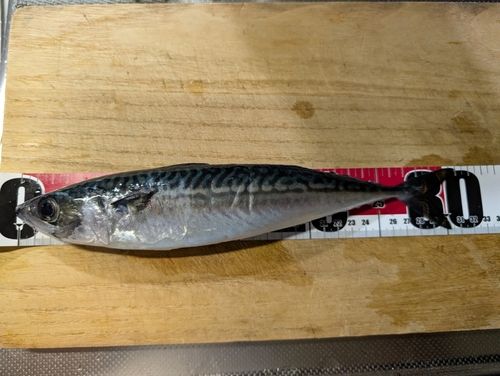 サバの釣果