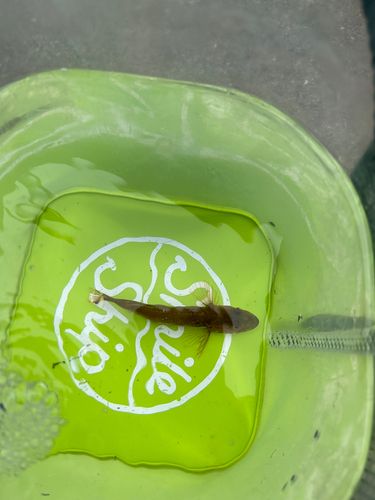 アナハゼの釣果