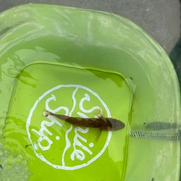 アナハゼ