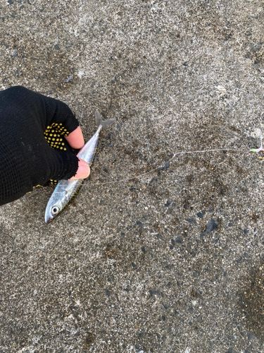 サバの釣果