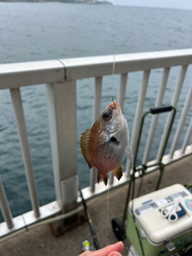 スズメダイの釣果