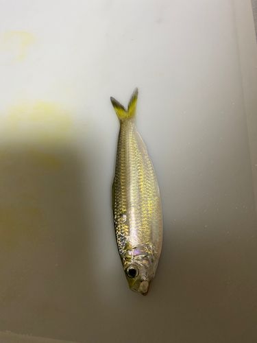 ママカリの釣果