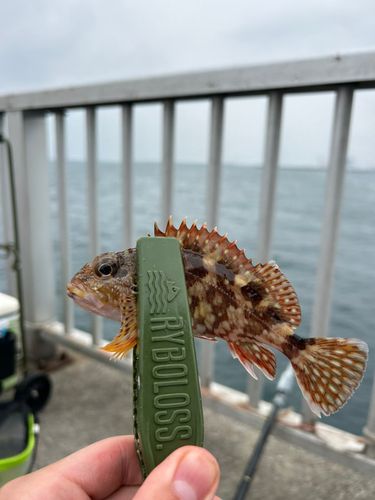 スズメダイの釣果