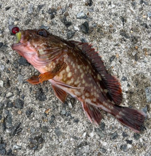 ガシラの釣果