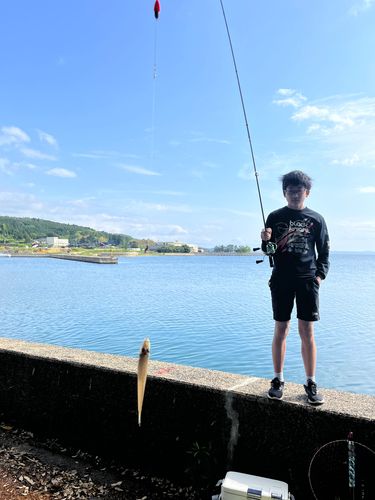 シロギスの釣果