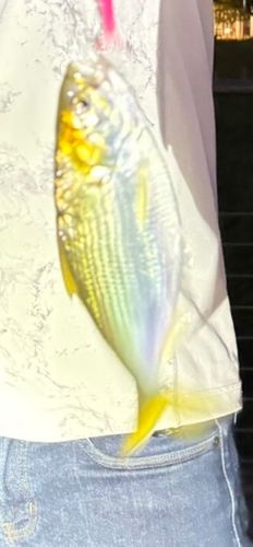コノシロの釣果