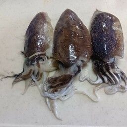 コウイカ