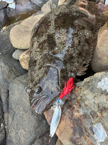 アイナメの釣果