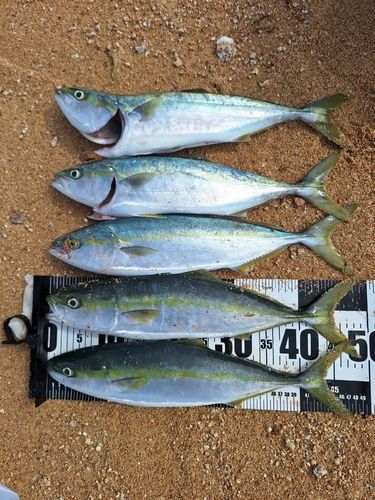 ヤズの釣果