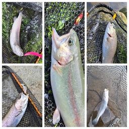 レインボートラウト