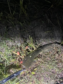 ナマズの釣果
