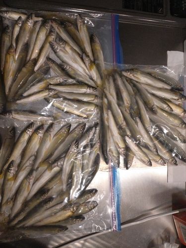 アユの釣果