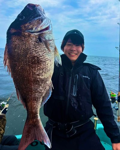 サワラの釣果