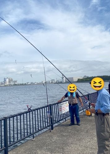 カタクチイワシの釣果