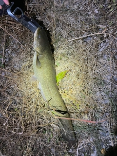 ナマズの釣果