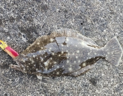 ソゲの釣果