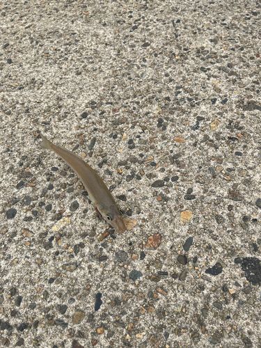 シロギスの釣果