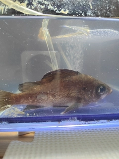 メバルの釣果