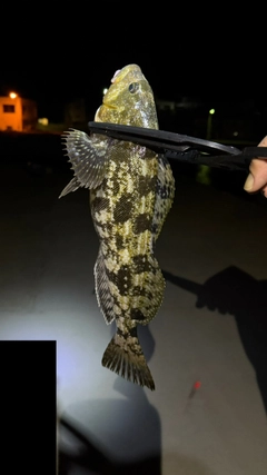 アイナメの釣果