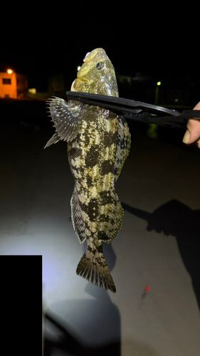 アイナメの釣果