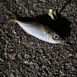 アジ