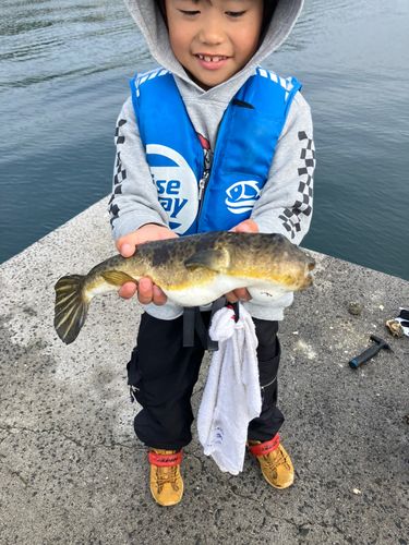 フグの釣果