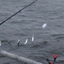 カタクチイワシ