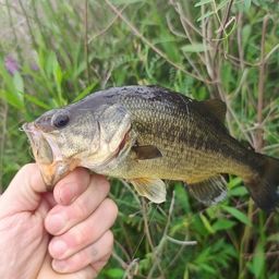 ラージマウスバス