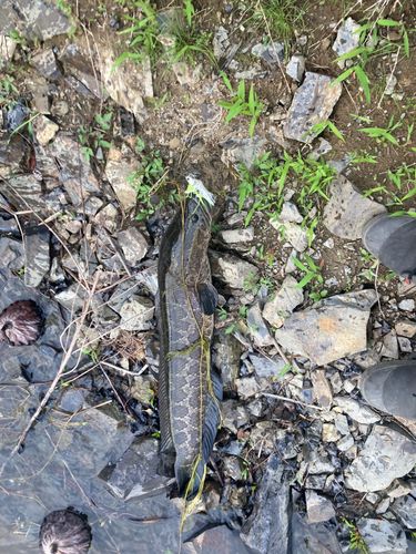 ライギョの釣果