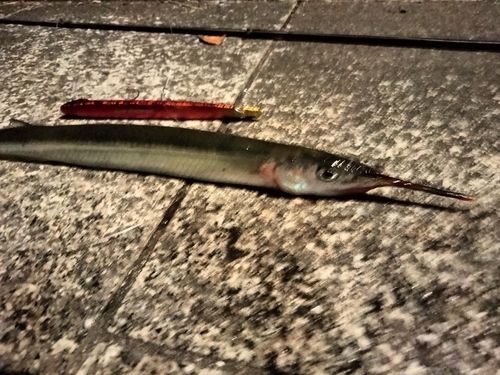 サヨリの釣果