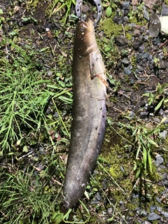 ナマズの釣果