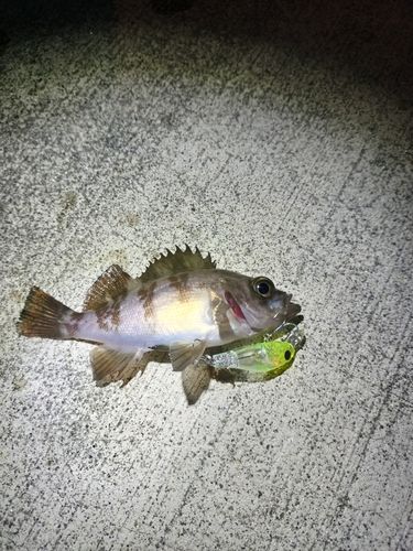 シロメバルの釣果