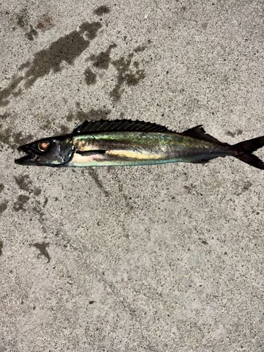 クロシビカマスの釣果