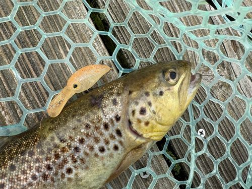 ブラウントラウトの釣果