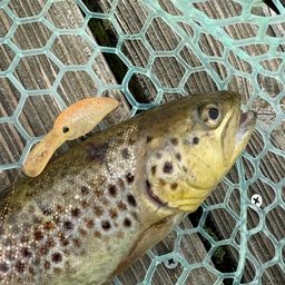 ブラウントラウト