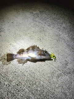 シロメバルの釣果