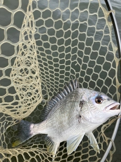 キビレの釣果