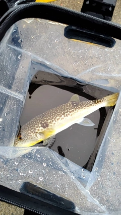 フグの釣果