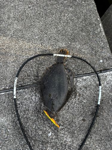 マツカワの釣果