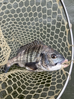 キビレの釣果