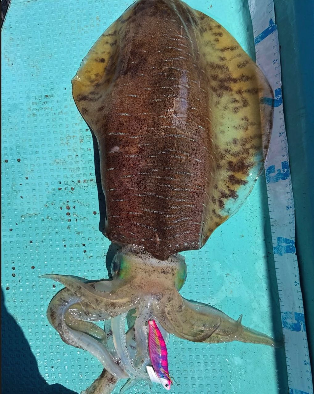 甲斐大地さんの釣果 3枚目の画像