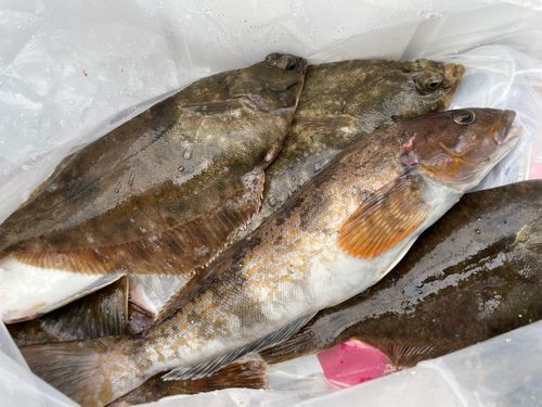カレイの釣果
