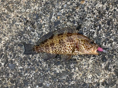 オオモンハタの釣果