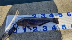アイナメの釣果