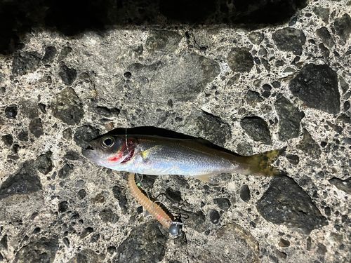 アカムツの釣果