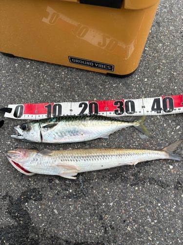 サバの釣果