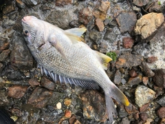 キビレの釣果