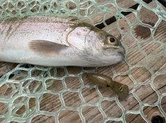 ニジマスの釣果
