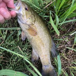 スモールマウスバス