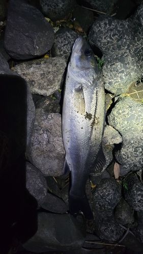 スズキの釣果